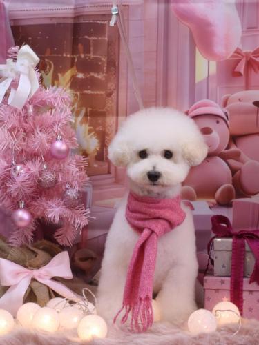 20241208ちくわくん